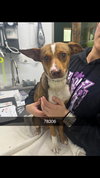 GIBLET - Photo 3