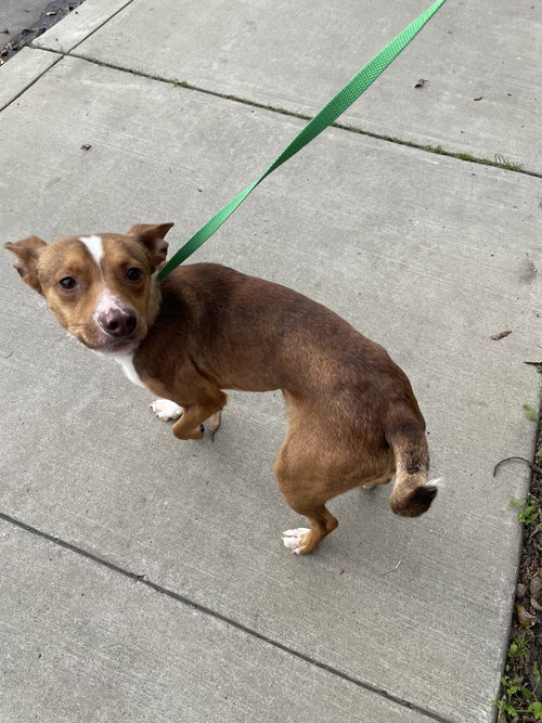 GIBLET - Chihuahua available for adoption