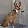 GIBLET - Photo 4