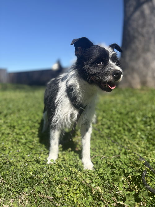 picture of the dog needing adoption