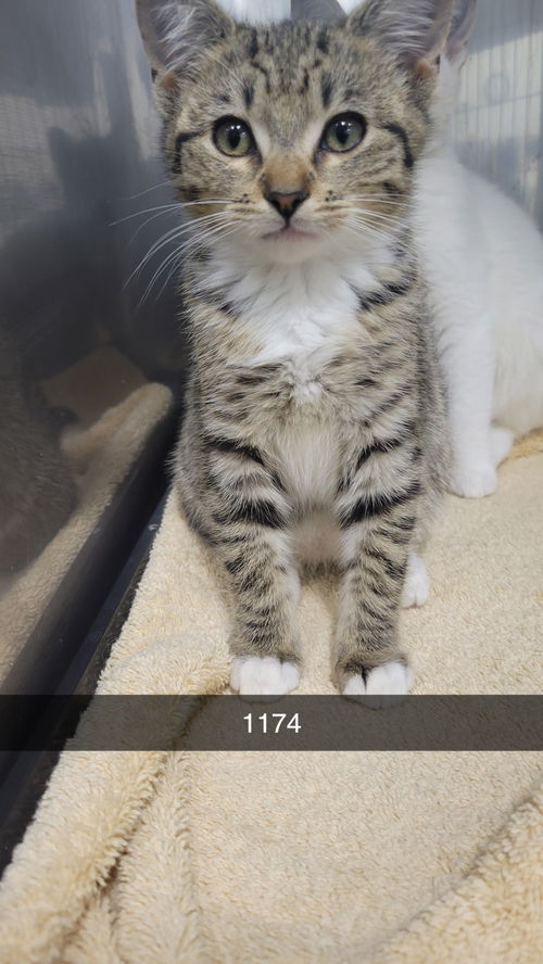 picture of the cat needing adoption