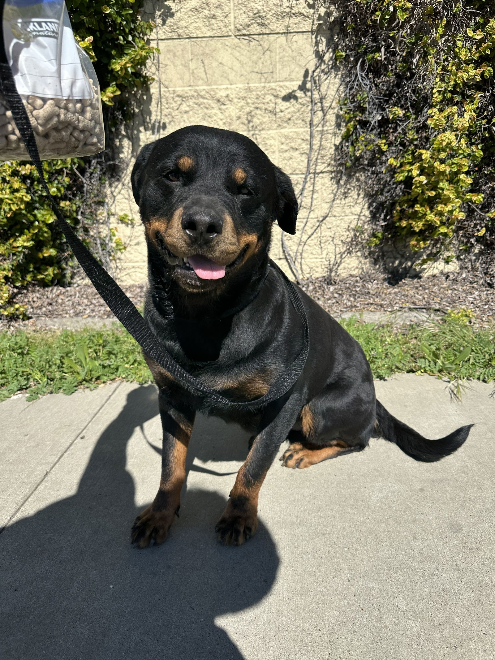 adoptable Dog in Chico, CA named ROXIE