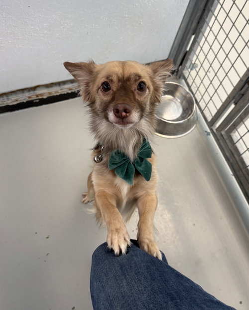ROBERT - Pomeranian / Chihuahua available for adoption