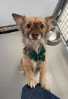 adoptable Dog in chico, CA named Robert