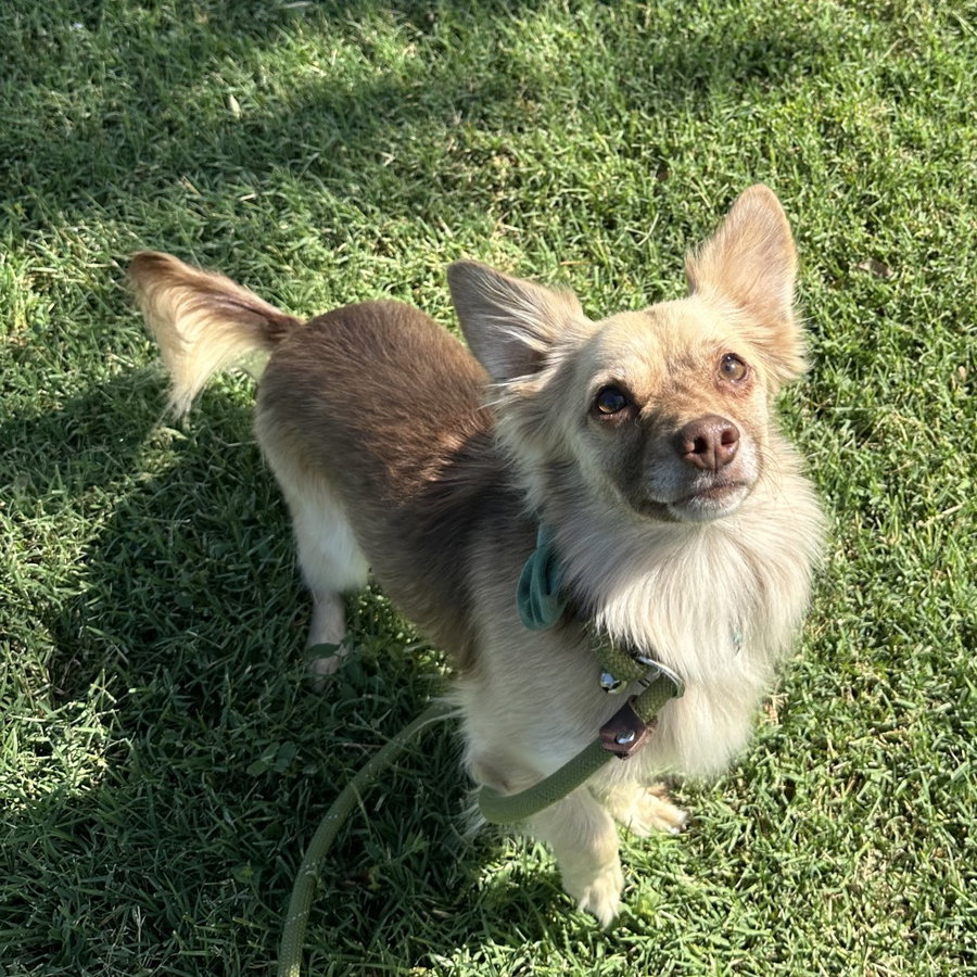 Robert