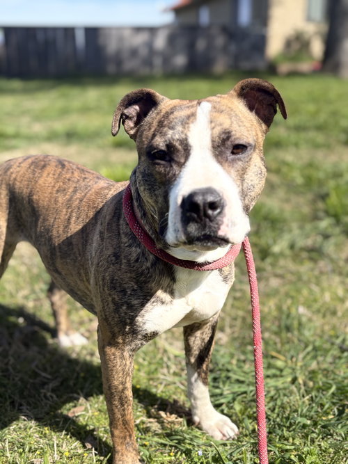 KATE - Staffordshire Bull Terrier available for adoption