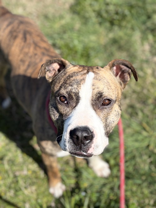 KATE - Staffordshire Bull Terrier available for adoption