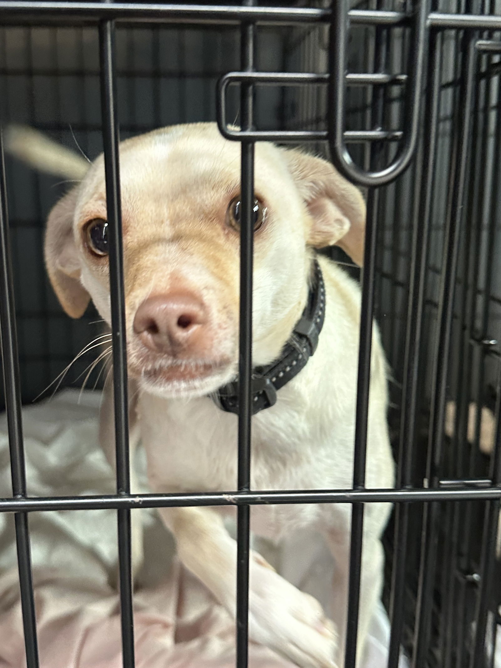 adoptable Dog in Chico, CA named LACEY