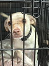 adoptable Dog in chico, CA named LACEY