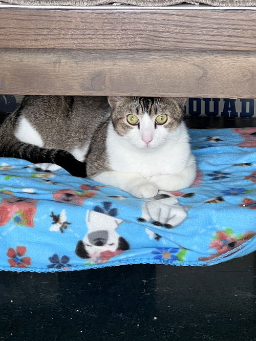 picture of the cat needing adoption