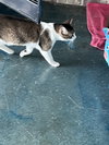 Baccarat - Photo 2
