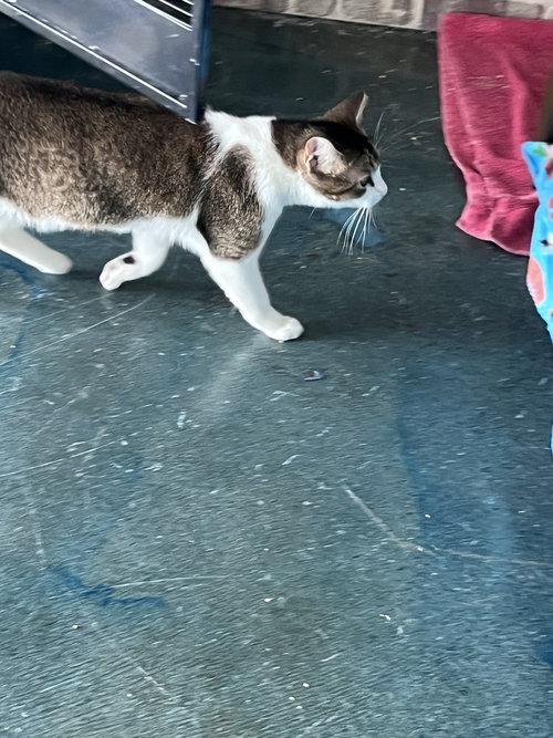 BACCARAT - Domestic Short Hair available for adoption