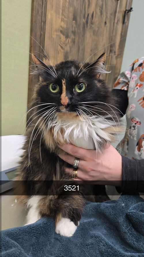 picture of the cat needing adoption