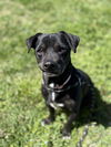 adoptable Dog in chico, CA named SUPERMAN