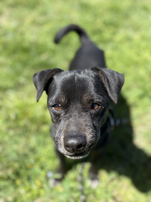 SUPERMAN - Chihuahua available for adoption