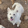 Duchess - Photo 2