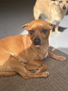 adoptable Dog in chico, CA named Nedd