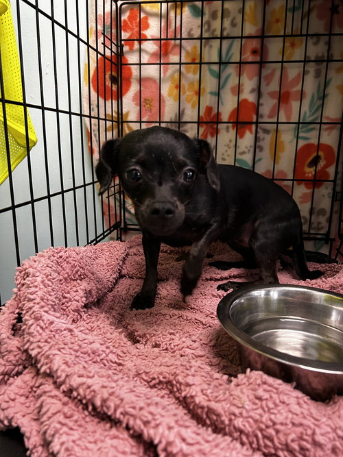 CORAZON - Chihuahua available for adoption