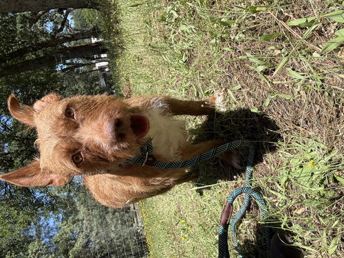 SWEETHEART - Wirehaired Fox Terrier available for adoption