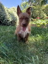 adoptable Dog in chico, CA named Sweetheart