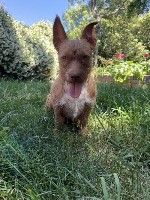 SWEETHEART - Wirehaired Fox Terrier available for adoption