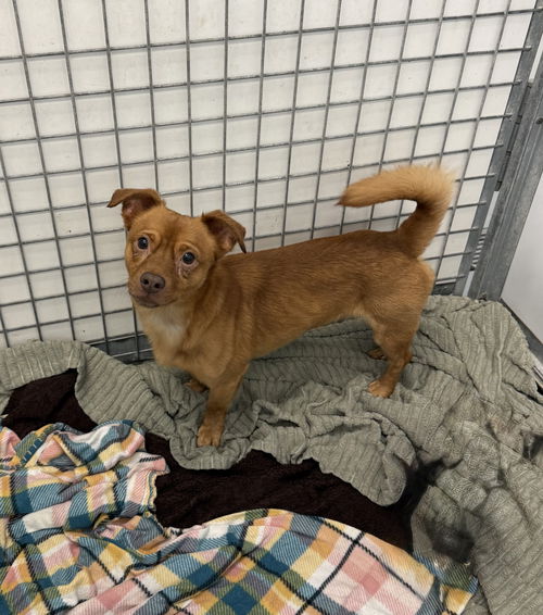 picture of the dog needing adoption