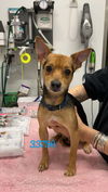 adoptable Dog in chico, CA named AXIS
