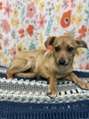 adoptable Dog in chico, CA named Sierra