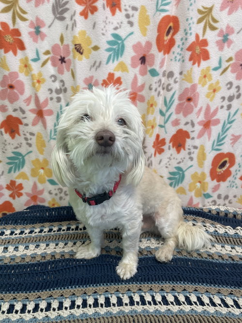 KRUMM - Maltese available for adoption