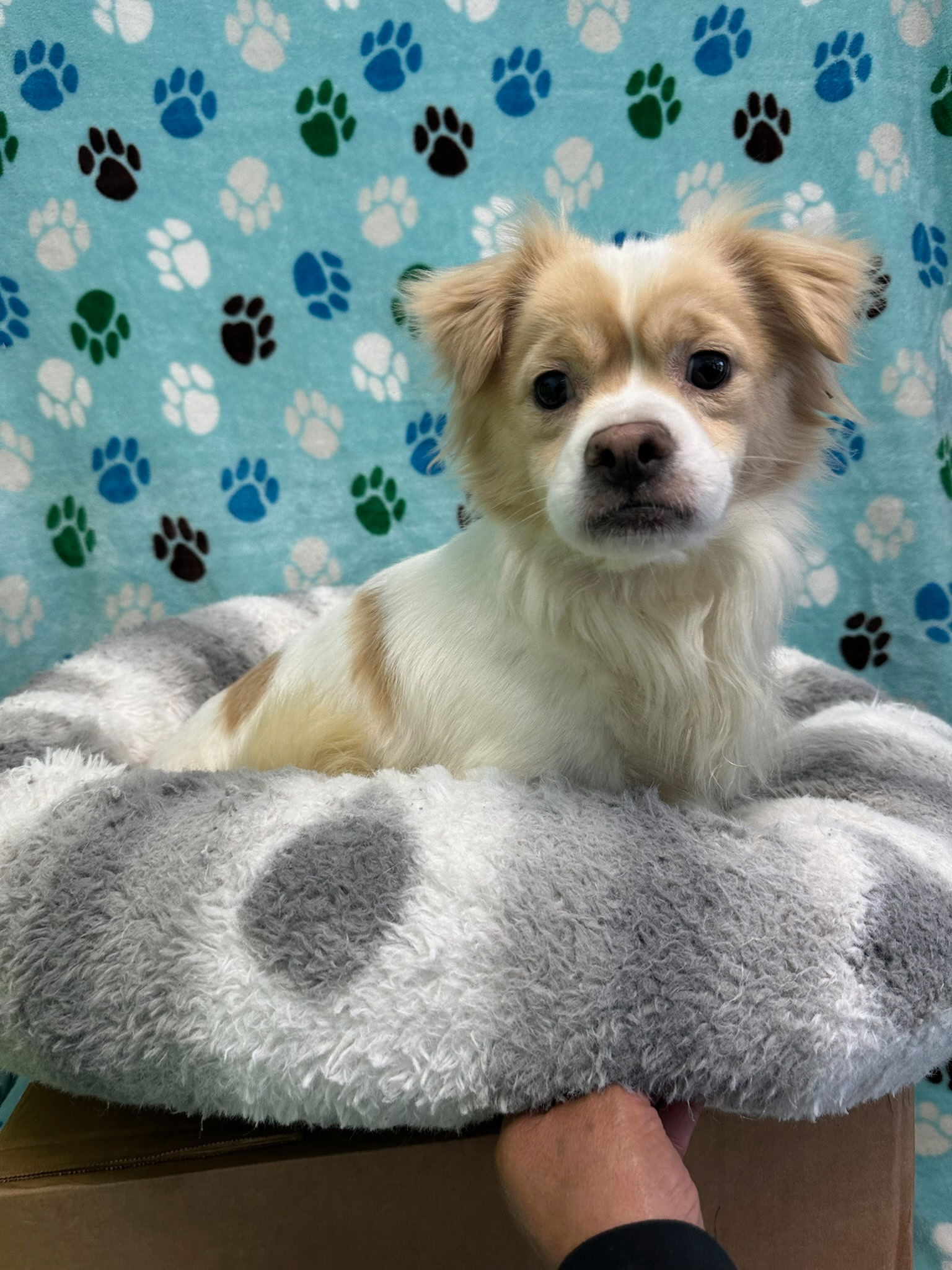 adoptable Dog in Chico, CA named Big Stewie