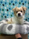 adoptable Dog in chico, CA named Big Stewie