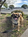 adoptable Dog in chico, CA named Parker