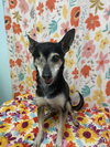 Tilly - Photo 2