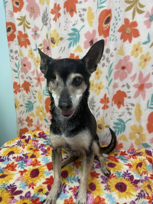 TILLY - Dachshund / Chihuahua available for adoption