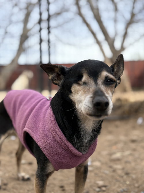 TILLY - Dachshund / Chihuahua available for adoption