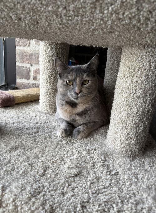 picture of the cat needing adoption