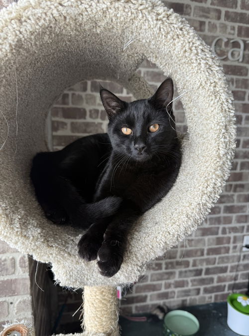 picture of the cat needing adoption