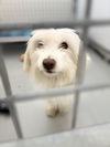 adoptable Dog in chico, CA named Quimby