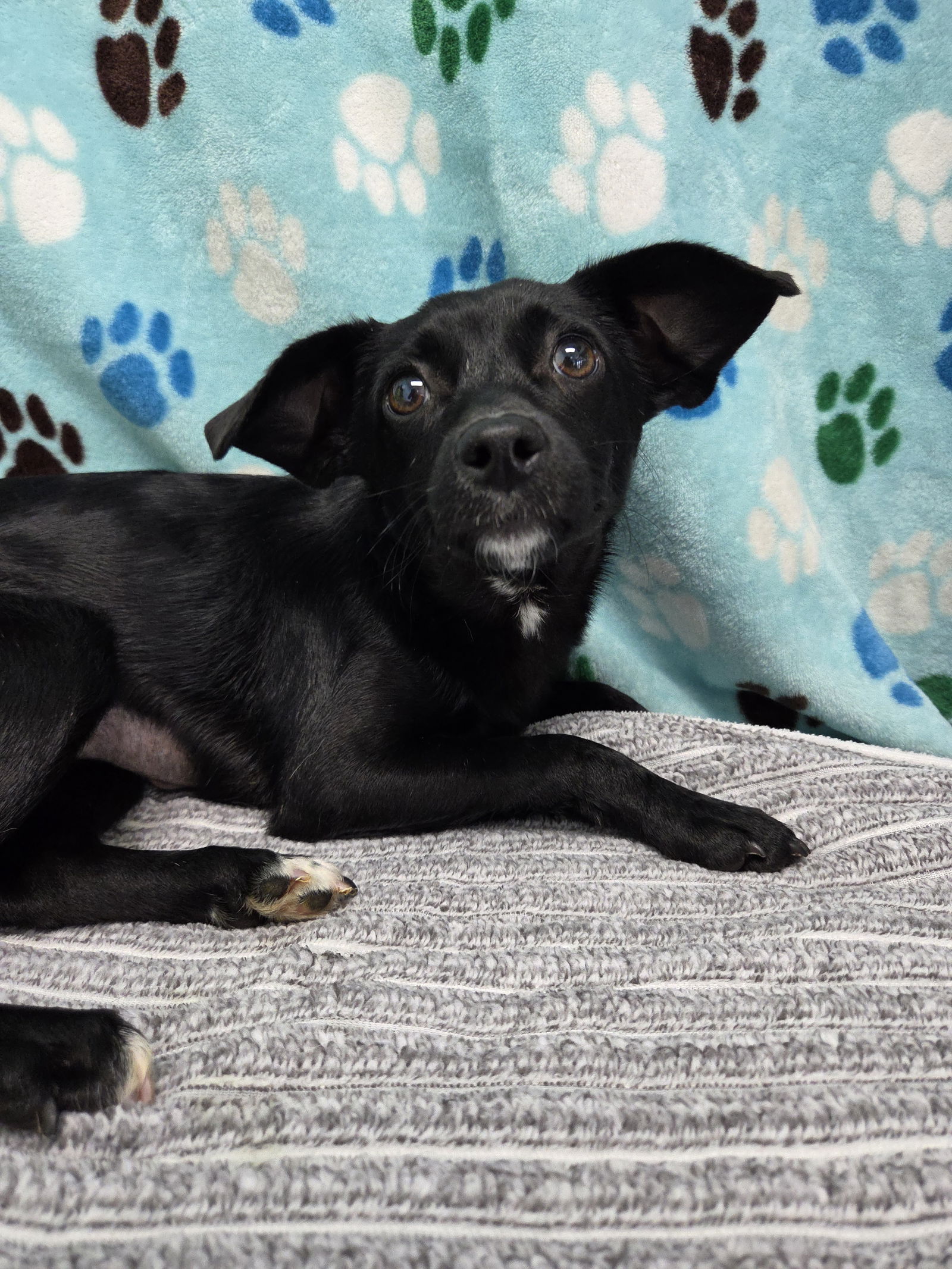 adoptable Dog in Chico, CA named Darby
