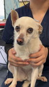adoptable Dog in chico, CA named Chandra