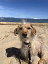 adoptable Dog in  named Tuckerman