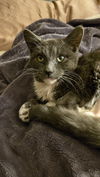 adoptable Cat in chico, CA named Cast