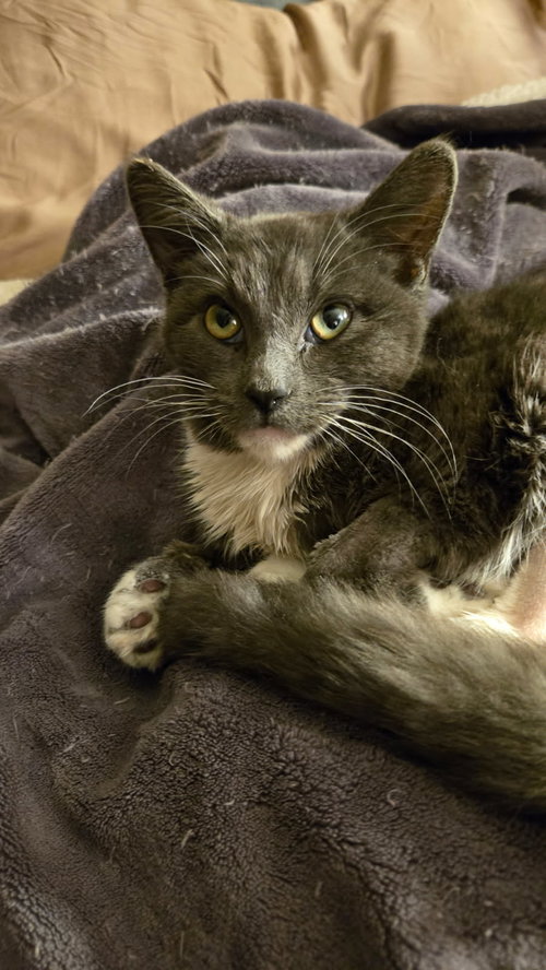 picture of the cat needing adoption
