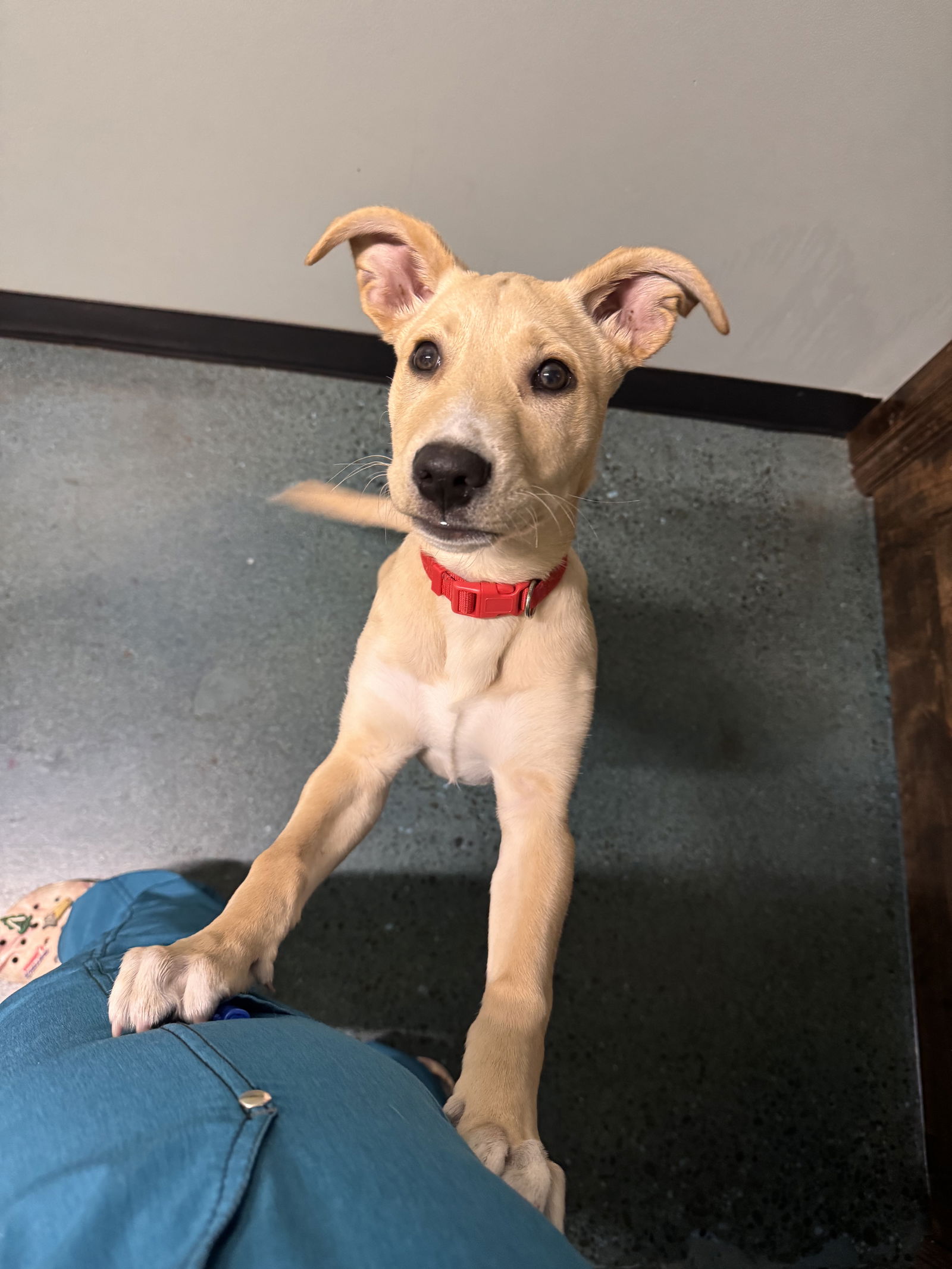 adoptable Dog in Chico, CA named Chelsea
