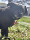 adoptable Dog in chico, CA named Batman