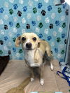 adoptable Dog in chico, CA named Bean