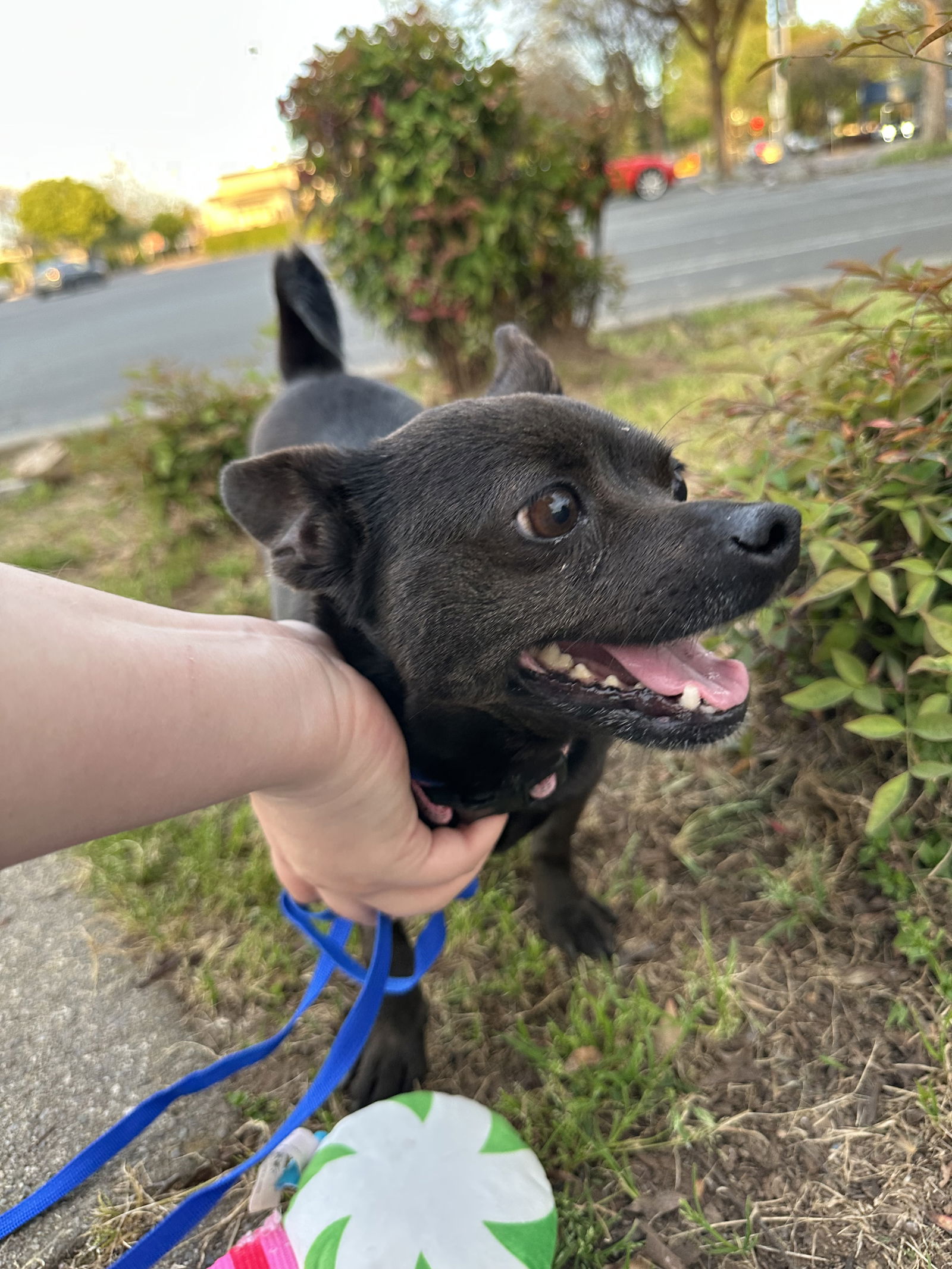 adoptable Dog in Chico, CA named Mckay
