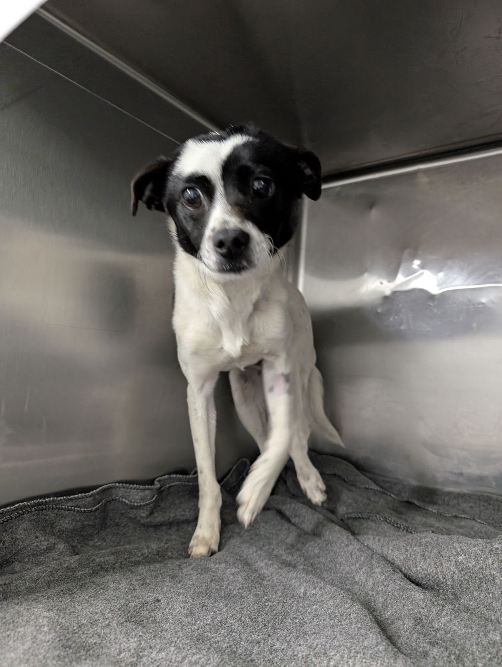 adoptable Dog in Chico, CA named Roccy