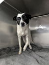 adoptable Dog in chico, CA named Roccy