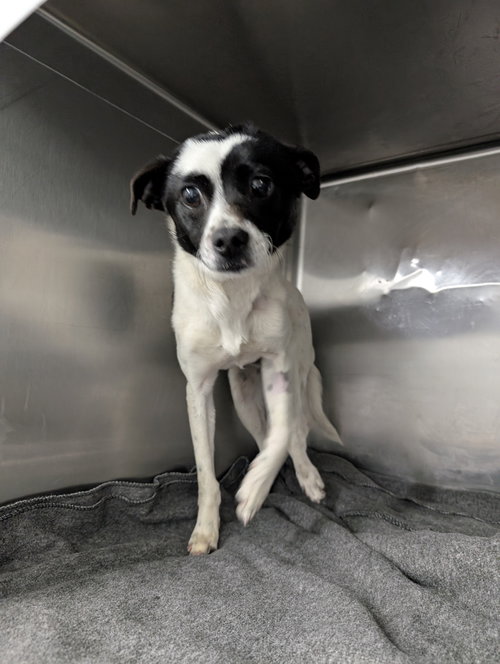 ROCCY - Terrier available for adoption